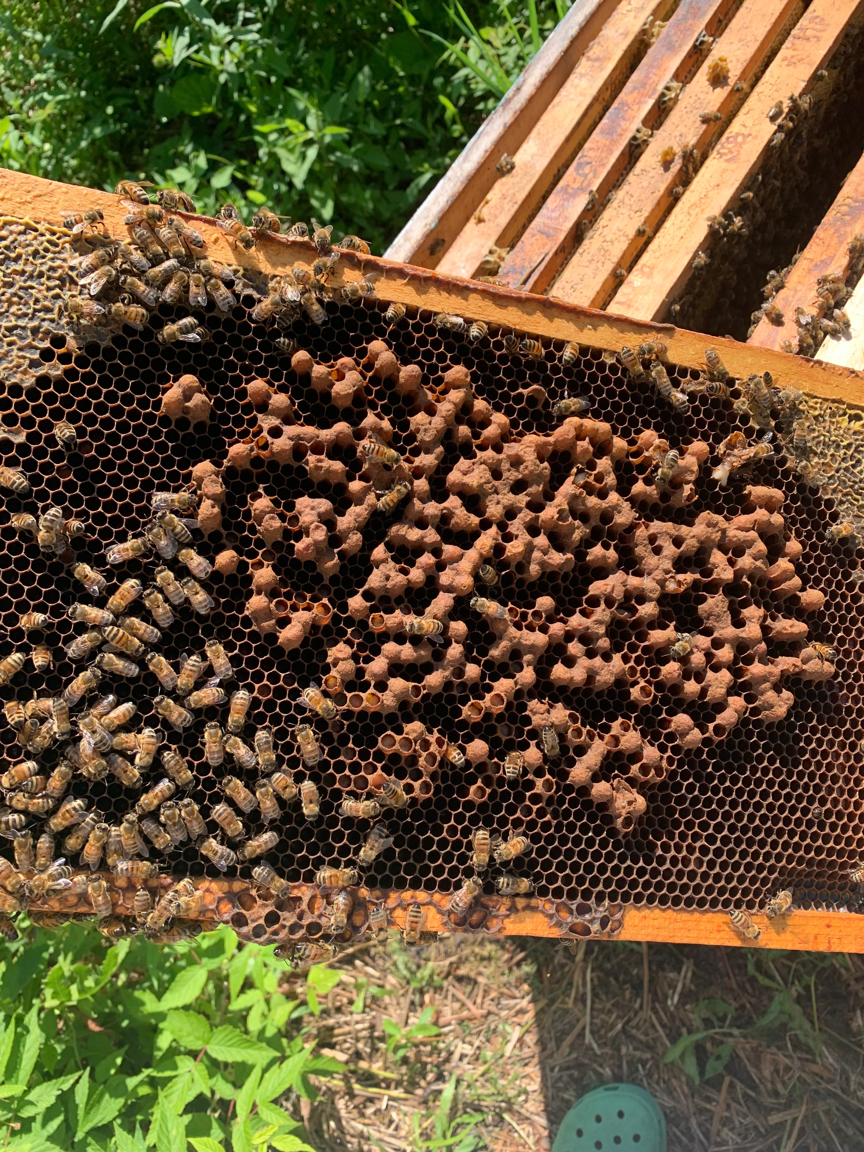 Honey Based