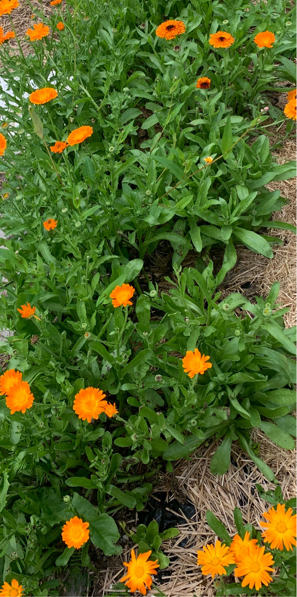 Calendula Oil