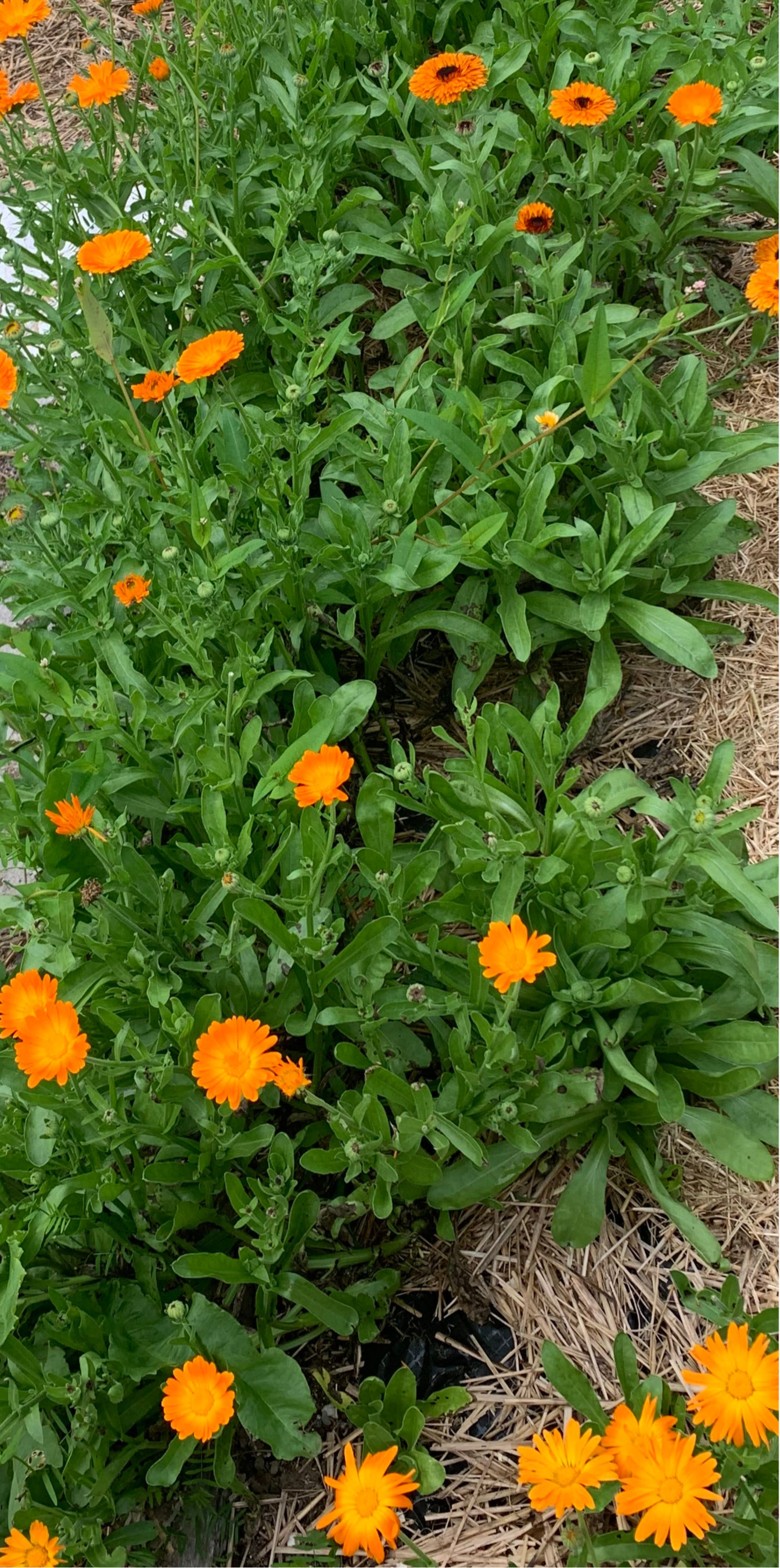 Calendula Oil