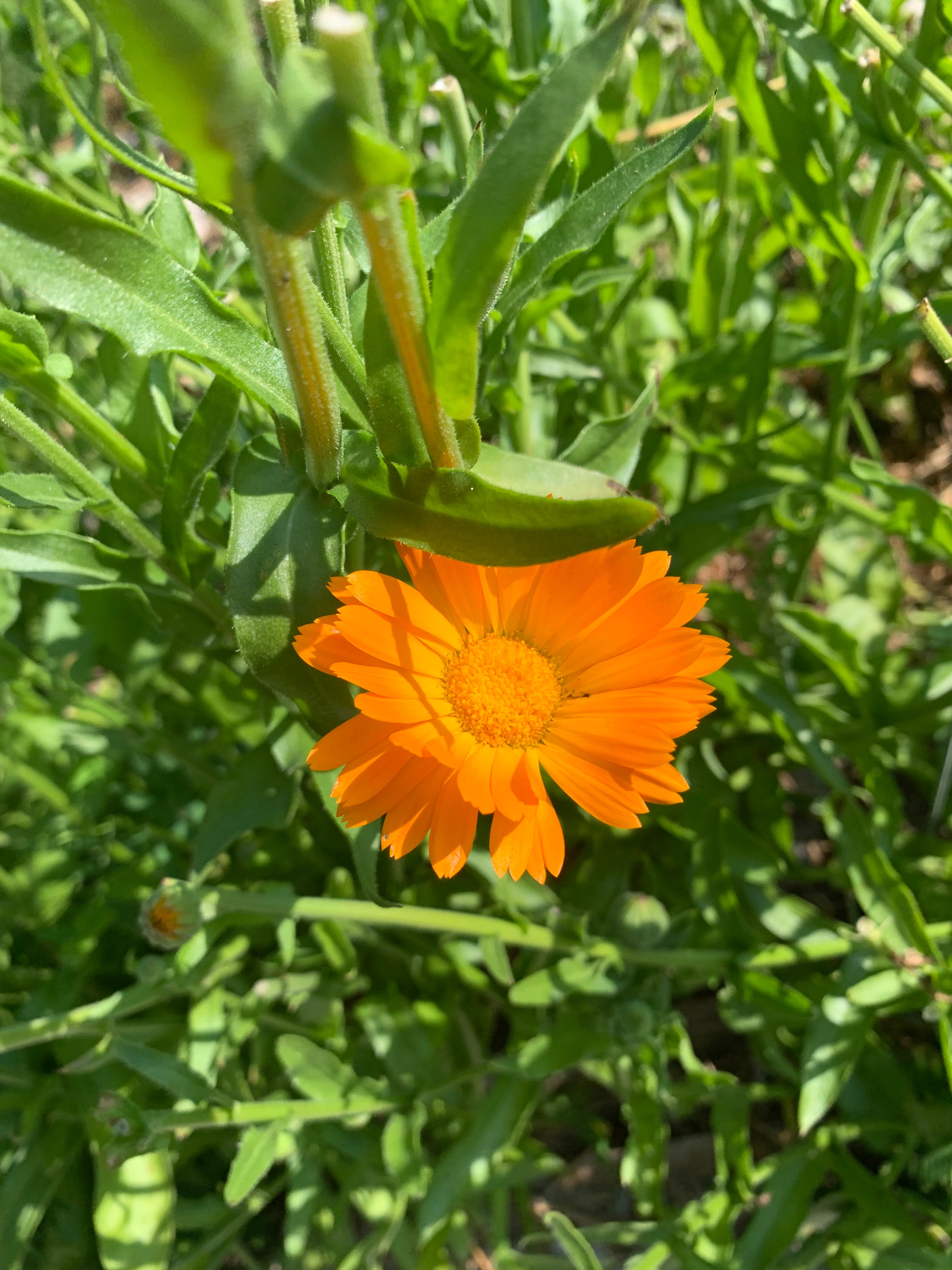 Calendula Oil